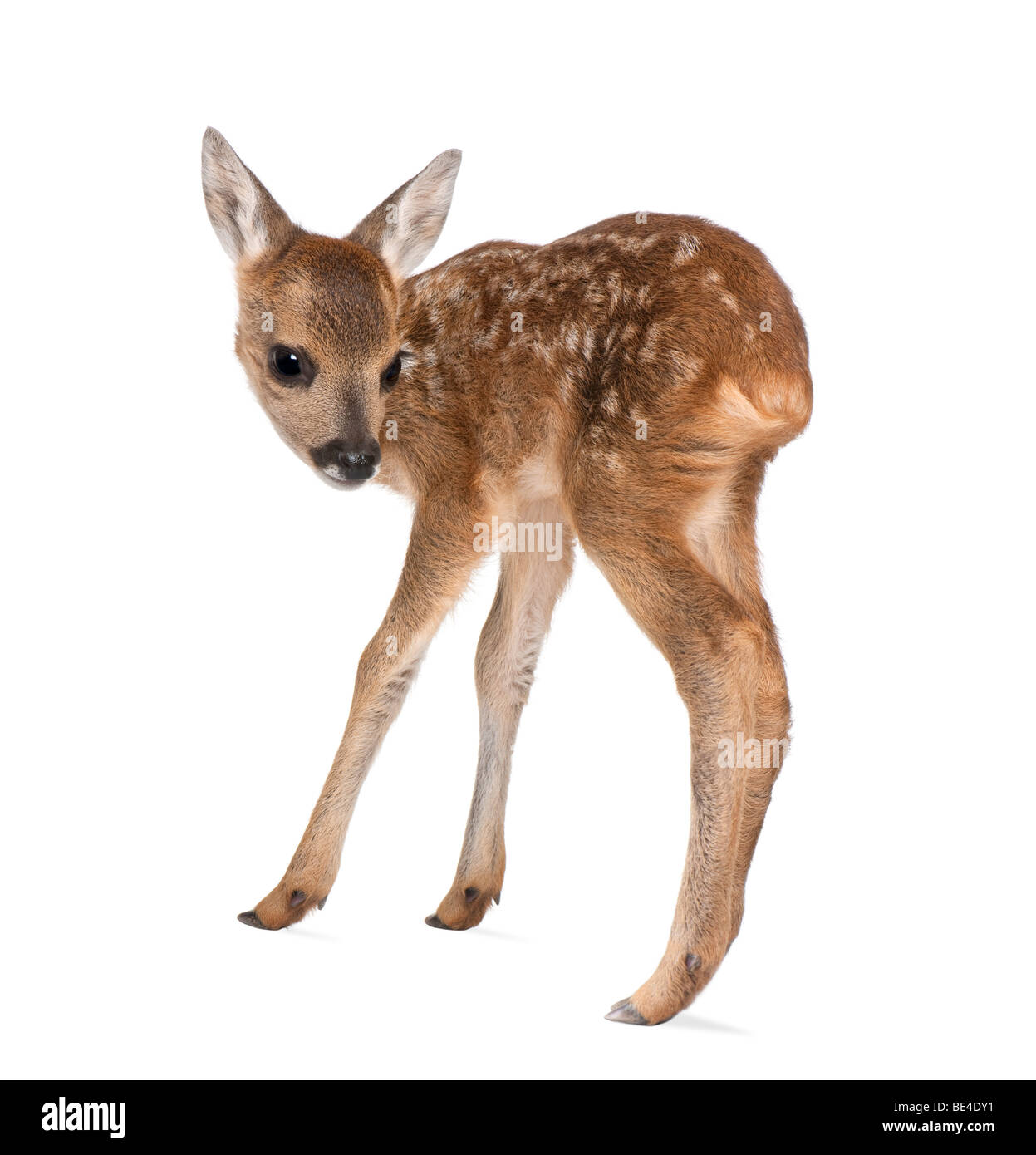 Faon Chevreuil, Capreolus capreolus, 15 jours, devant un fond blanc Banque D'Images