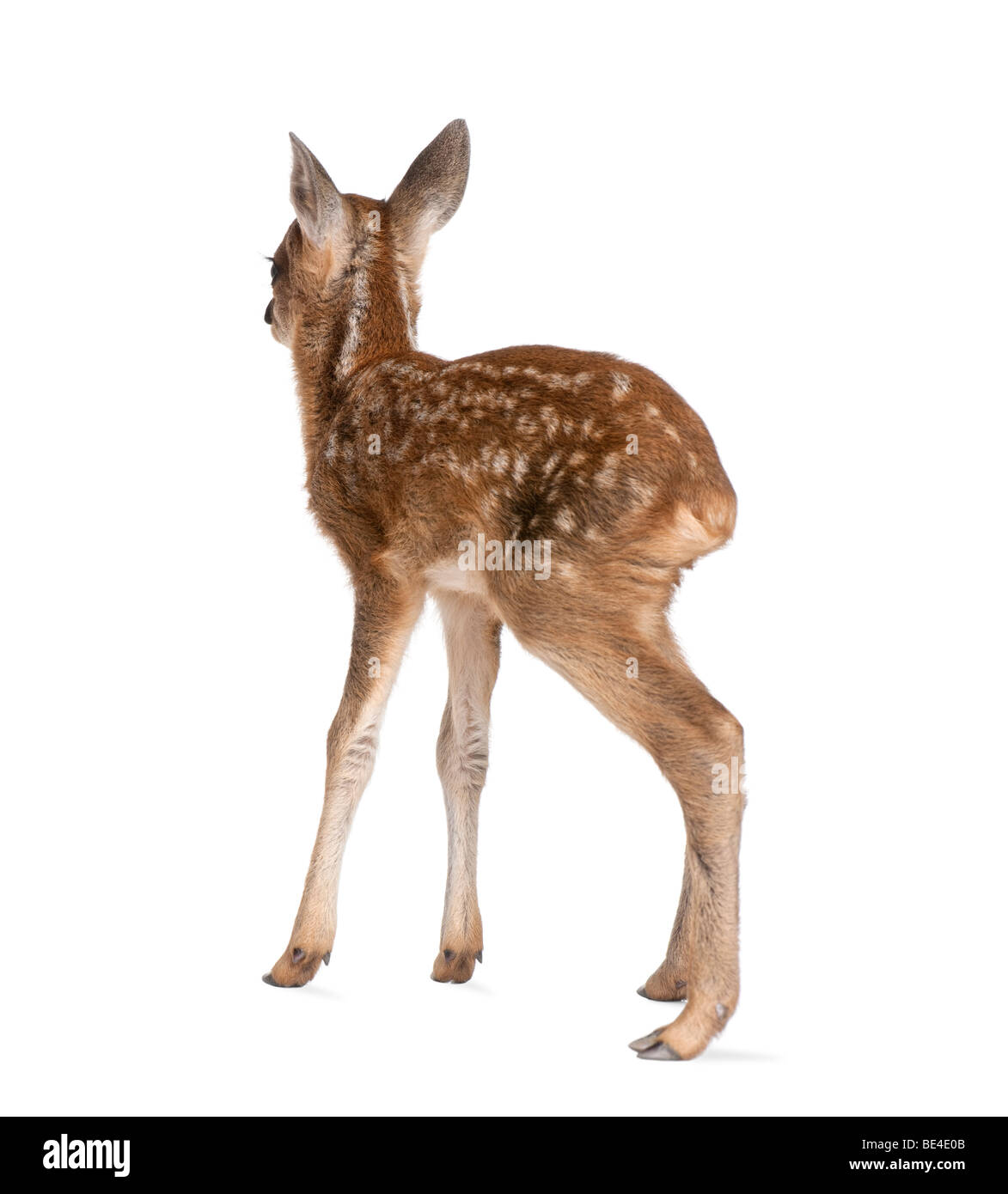 Faon Chevreuil, Capreolus capreolus, 15 jours, devant un fond blanc Banque D'Images
