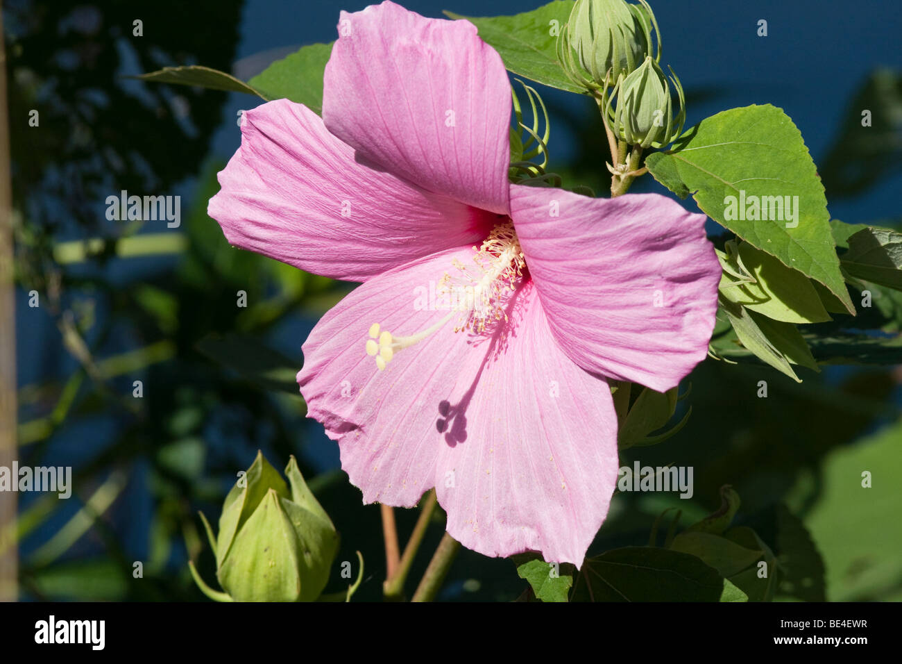 Un marais rose mauve rose Hibiscus moscheutos shot close up libre. Banque D'Images