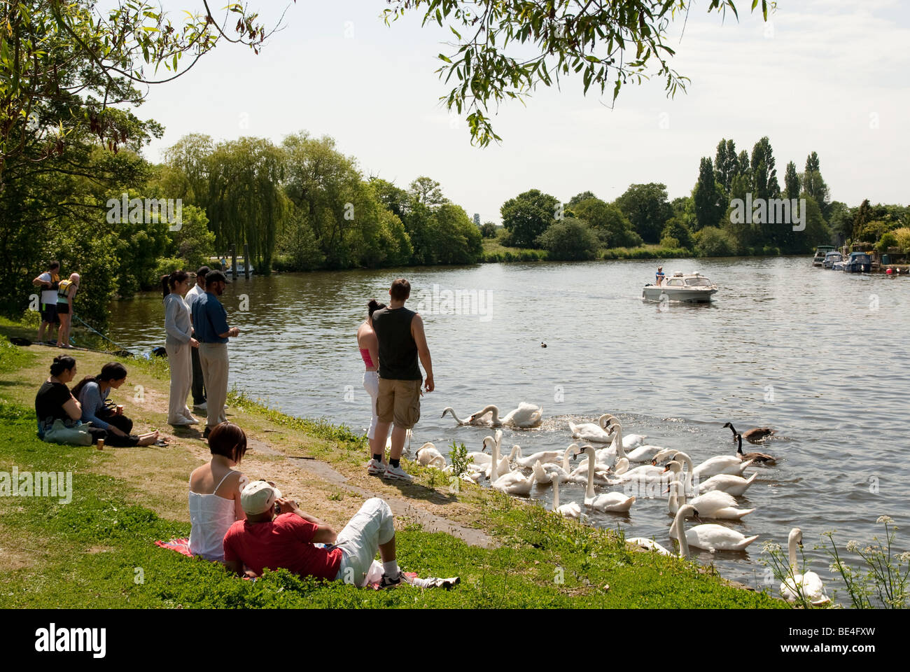 Adultes farniente sur la rive et nourrir les cygnes sur la Tamise à Walton on Thames avec un moteur sur la rivière Crusier Banque D'Images