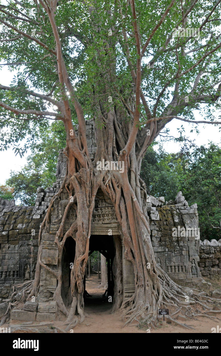 Grand figuier (Ficus altissima), Ta Som, Angkor, Cambodge, Asie Banque D'Images
