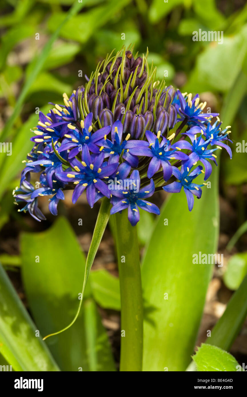 Scilla peruviana Banque D'Images