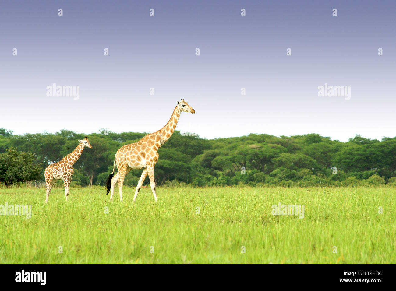 Rothschild giraffes dans Murchison Falls National Park dans l'Ouganda. Banque D'Images