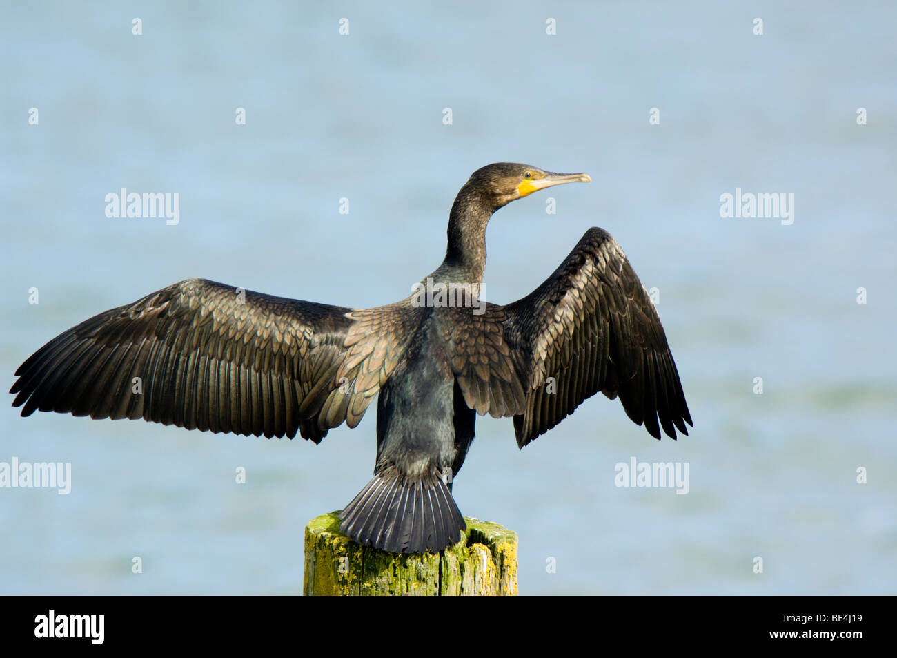 Cormorant, Phalacrocorax carbo, perchée sur un poste en bois au-dessus de l'eau, ailes de séchage Banque D'Images