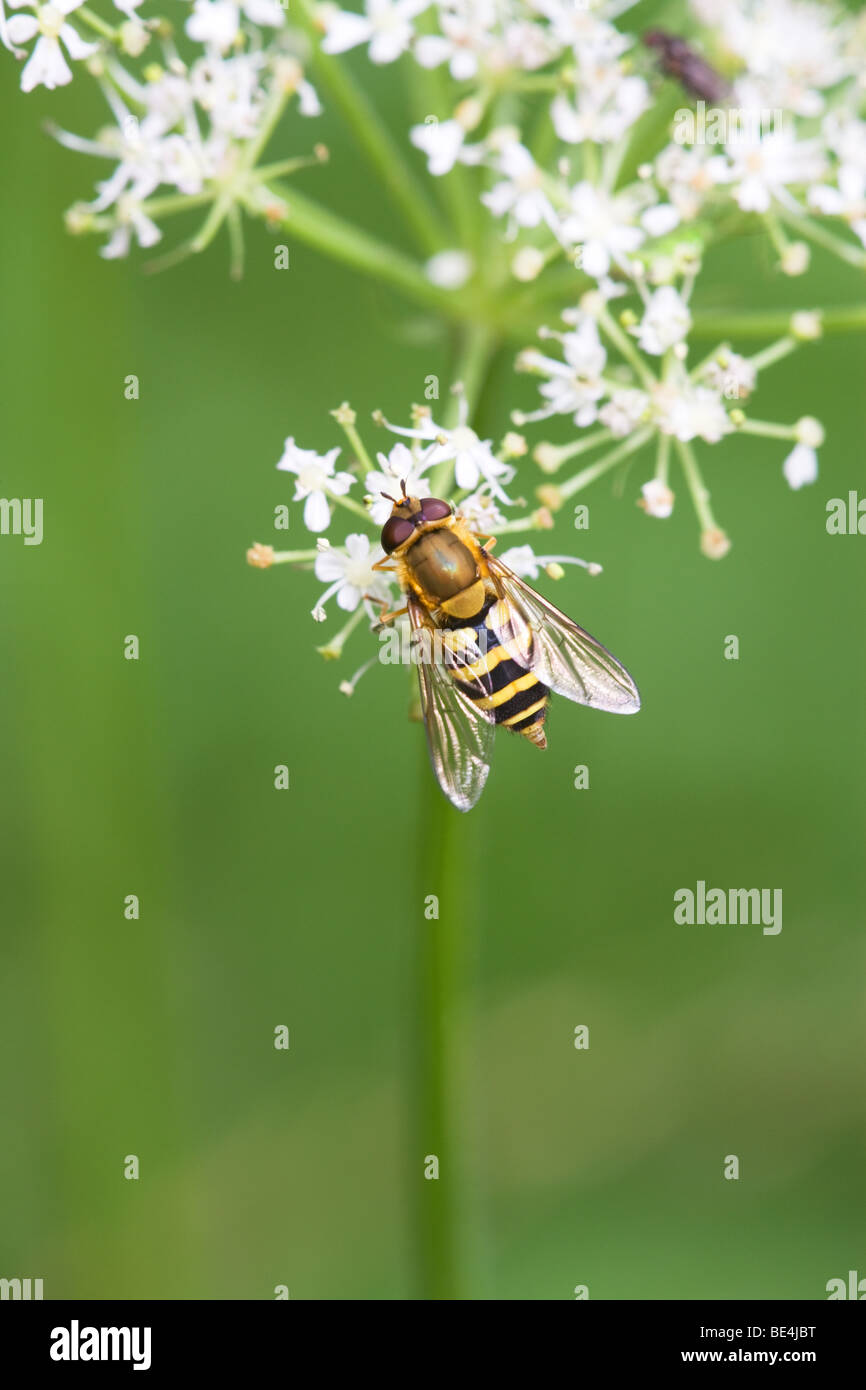 Syrphus vitripennis Hoverfly insecte adulte sur une fleur Banque D'Images
