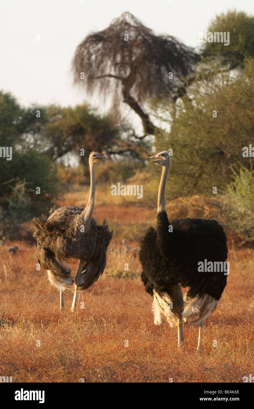 Autruche commune, Struthio camelus, Tuli Block, Botswana Banque D'Images