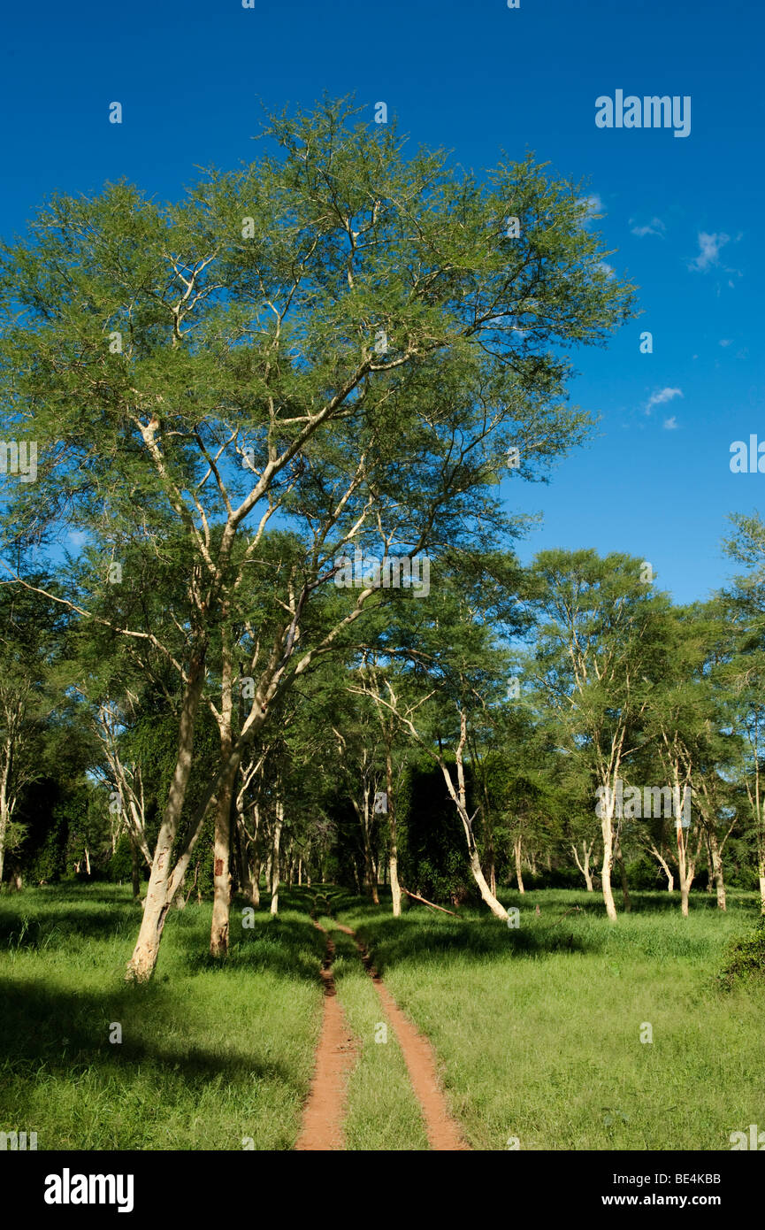 Fever tree (Acacia xanthophloea) forêt dans le Nord du Kruger National Park, Afrique du Sud Banque D'Images