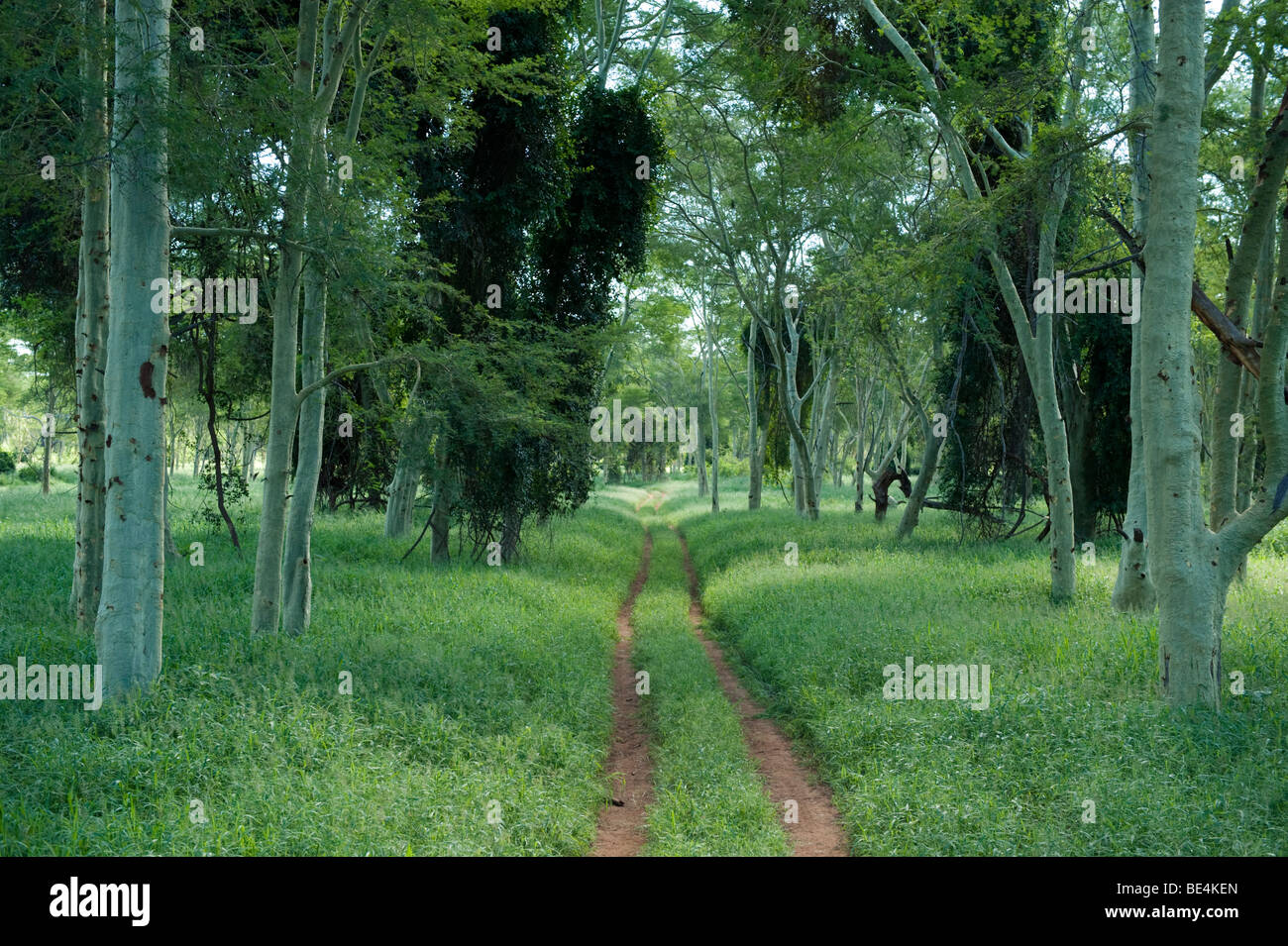 Fever tree (Acacia xanthophloea) forêt dans le Nord du Kruger National Park, Afrique du Sud Banque D'Images