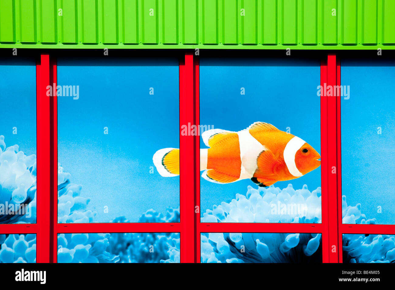 Des poissons clown dans la fenêtre d'un magasin de l'Fressnapf-Tiernahrung GmbH Société Neutraubling GmbH, Bavaria, Germany, Europe Banque D'Images