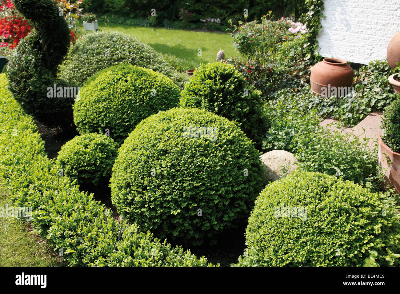 Les Arbres Dans Le Jardin De Buis Photo Stock Alamy