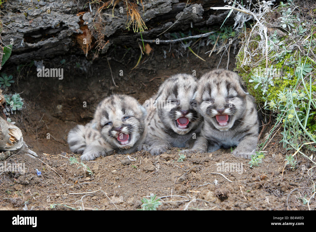 Mountain Lion (Felis concolor). Trio de chaton de 3 jours, appelant à leur mère. Banque D'Images