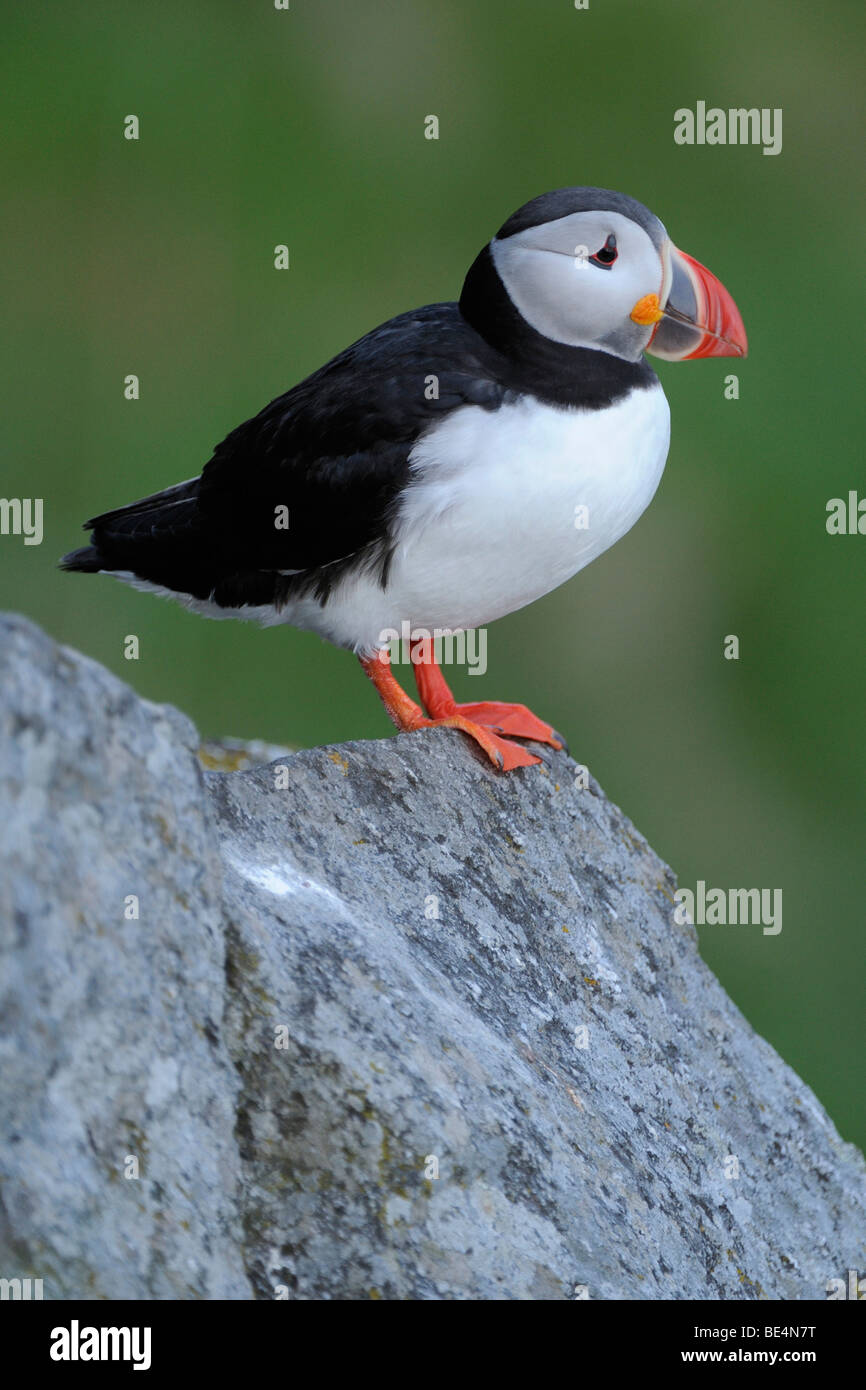 Macareux moine (Fratercula arctica) Banque D'Images