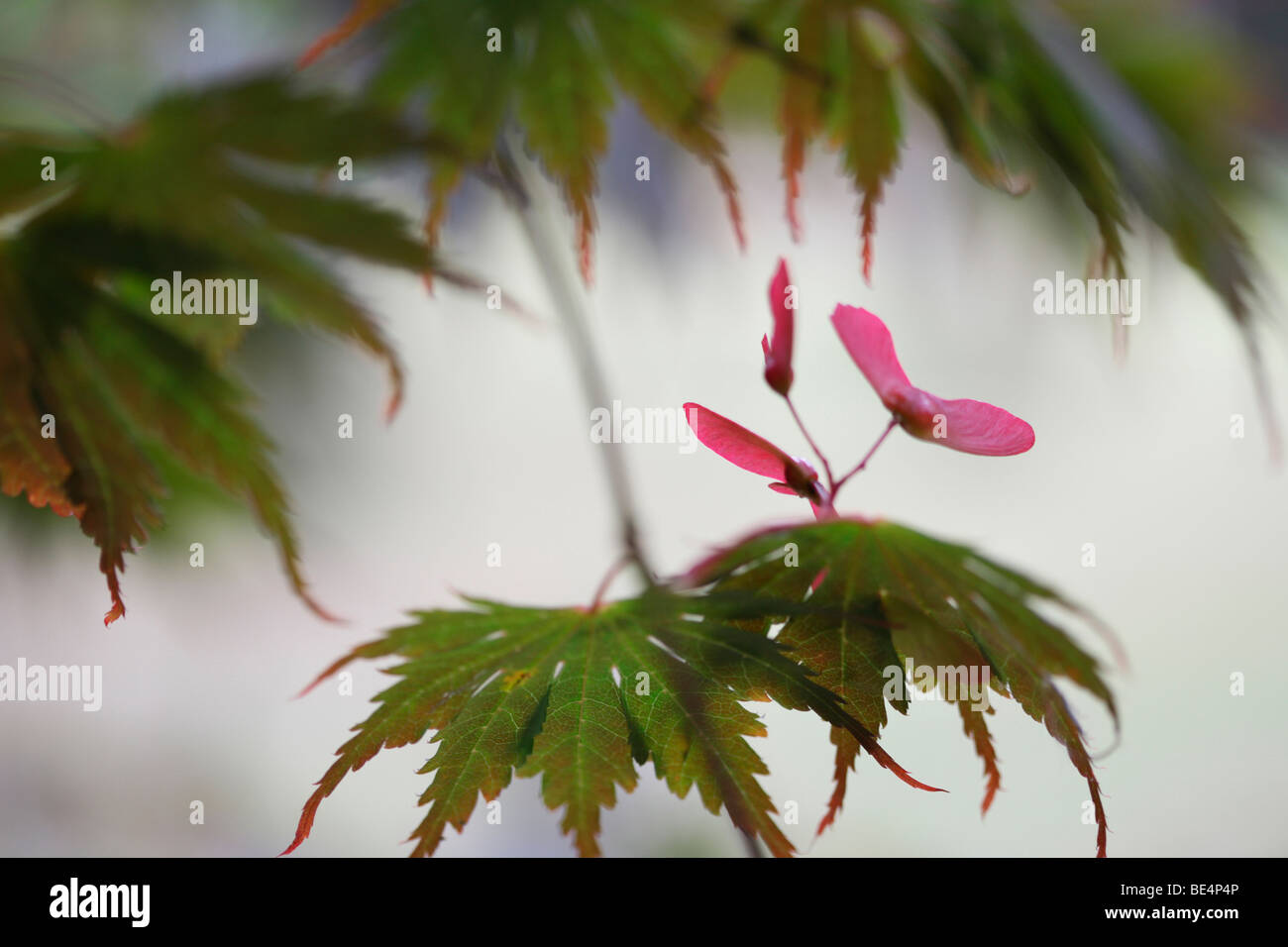Acer palmatum Seiryu Tree l'été à l'automne Saison- Fine art Photography Photographie JABP Jane-Ann Butler598 Banque D'Images