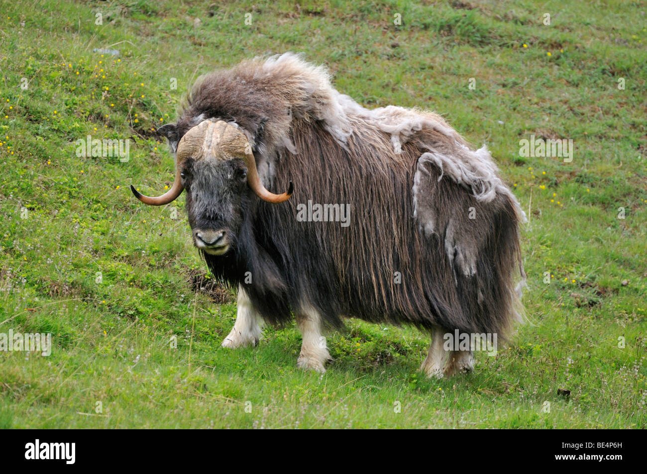 Le Boeuf musqué (Ovibos moschatus) Banque D'Images