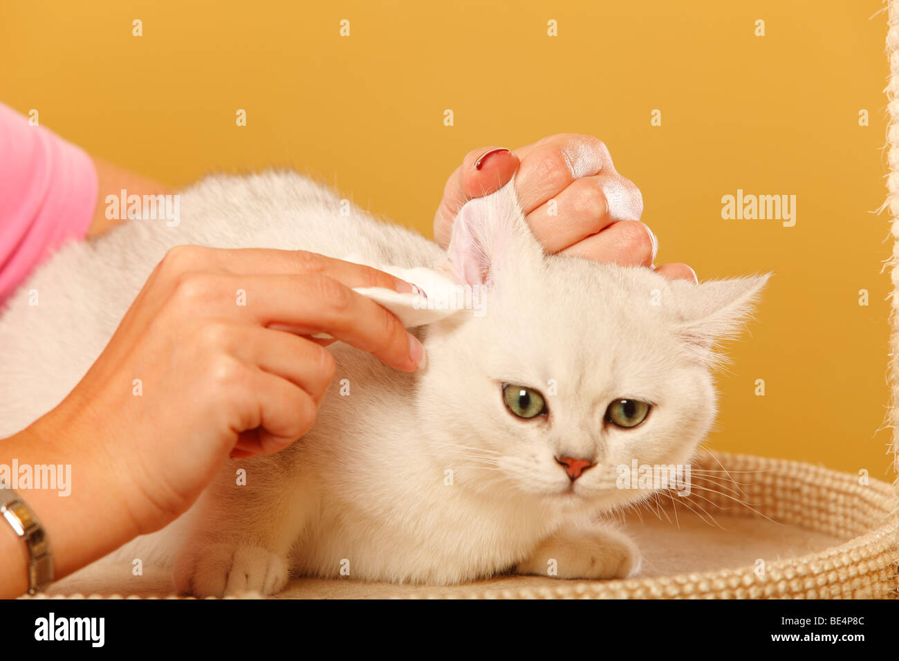 Chat British Shorthair, silver-shaded / nettoyer les oreilles, la laine de coton Banque D'Images