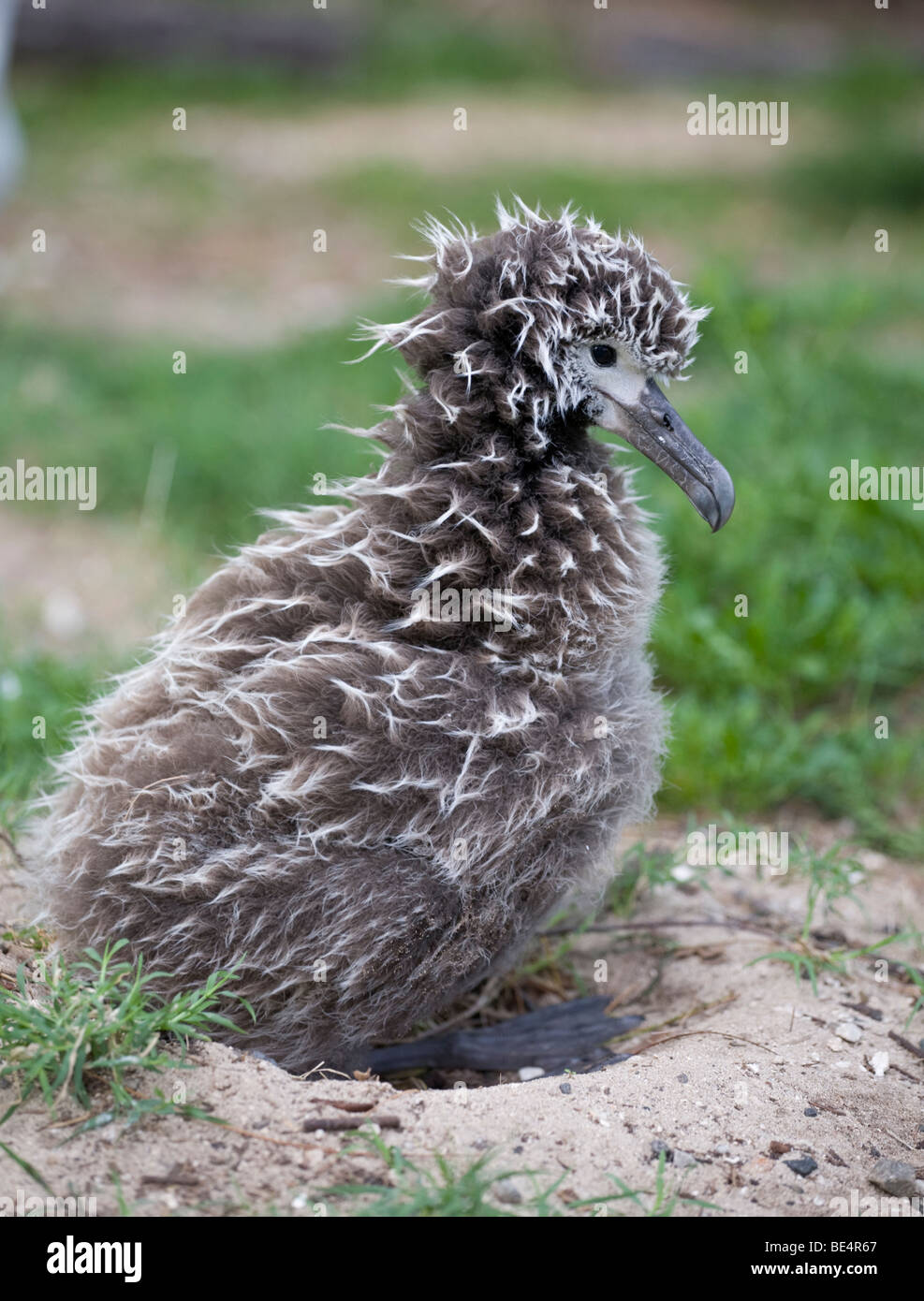 Albatros de Laysan poussin dans nid, l'atoll de Midway Banque D'Images