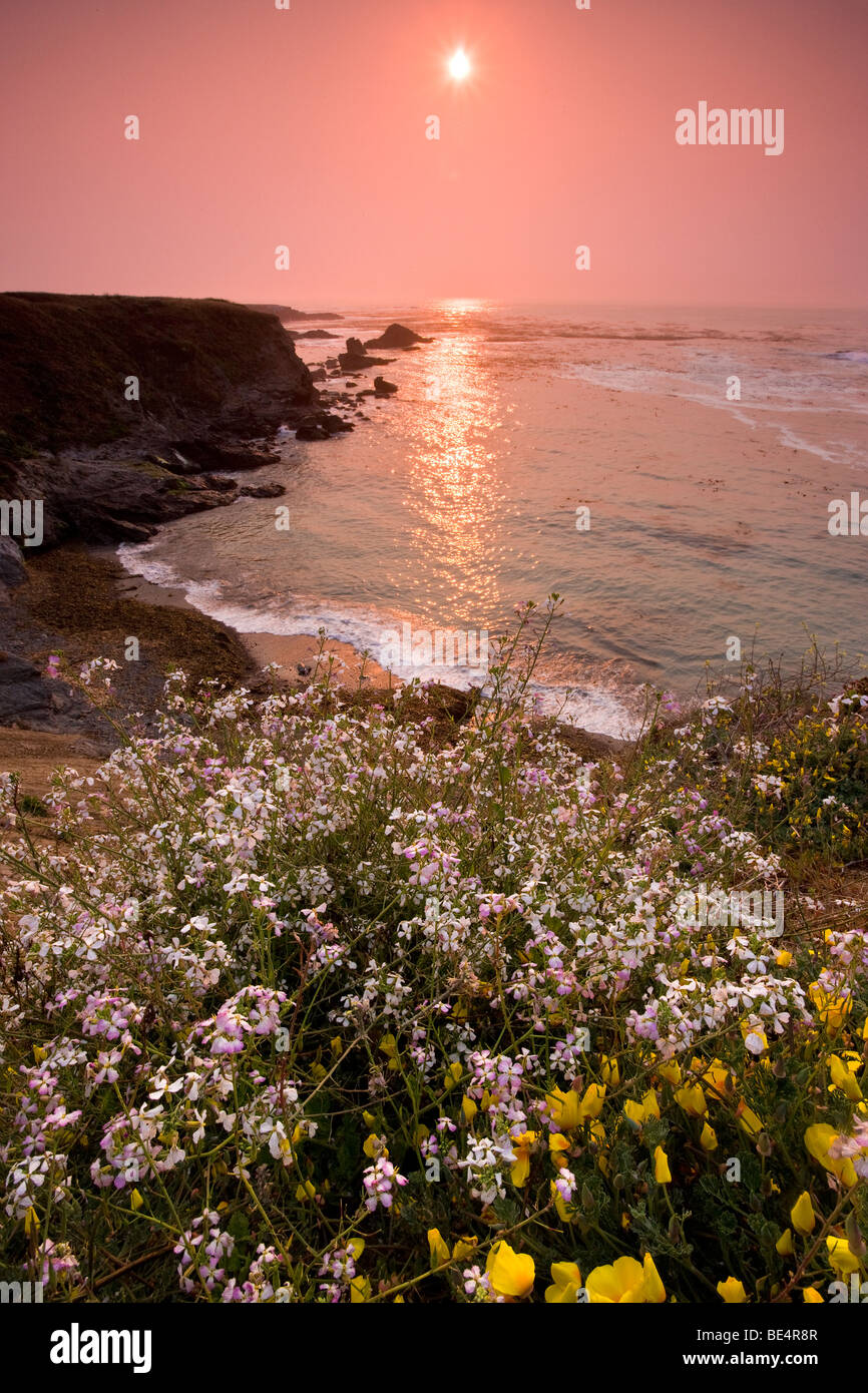 La côte de Mendocino, Californie, USA Banque D'Images