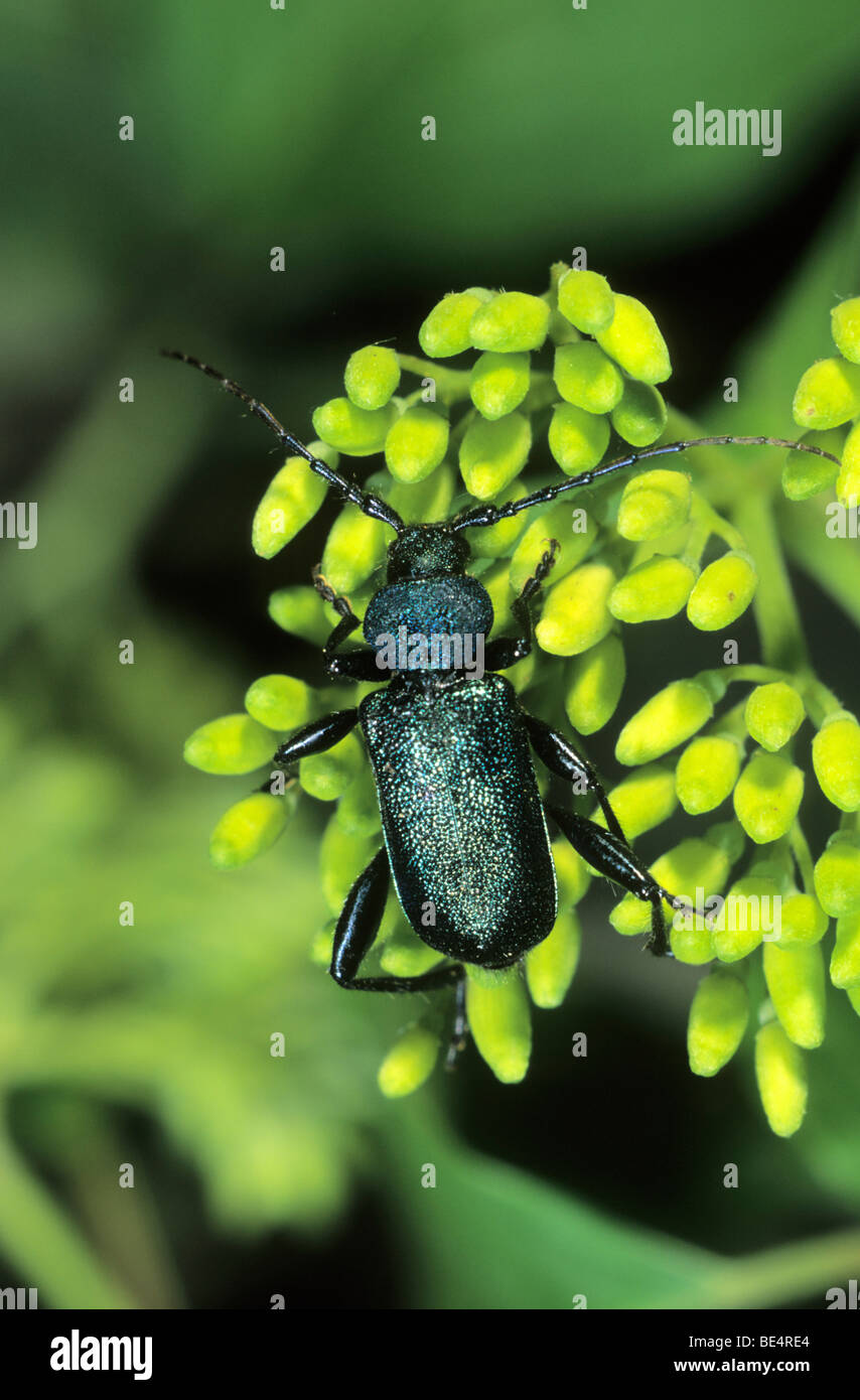 Espèces (Gaurotes longicorne sp.) sur une ombelle de fleurs Banque D'Images