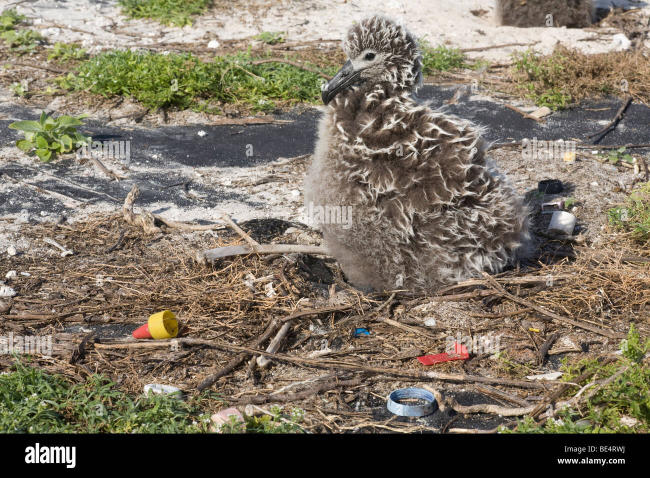 Albatros de Laysan poussin avec restant en plastique de l'estomac d'un oiseau mort que les débris ingérés précédemment, l'atoll de Midway Banque D'Images