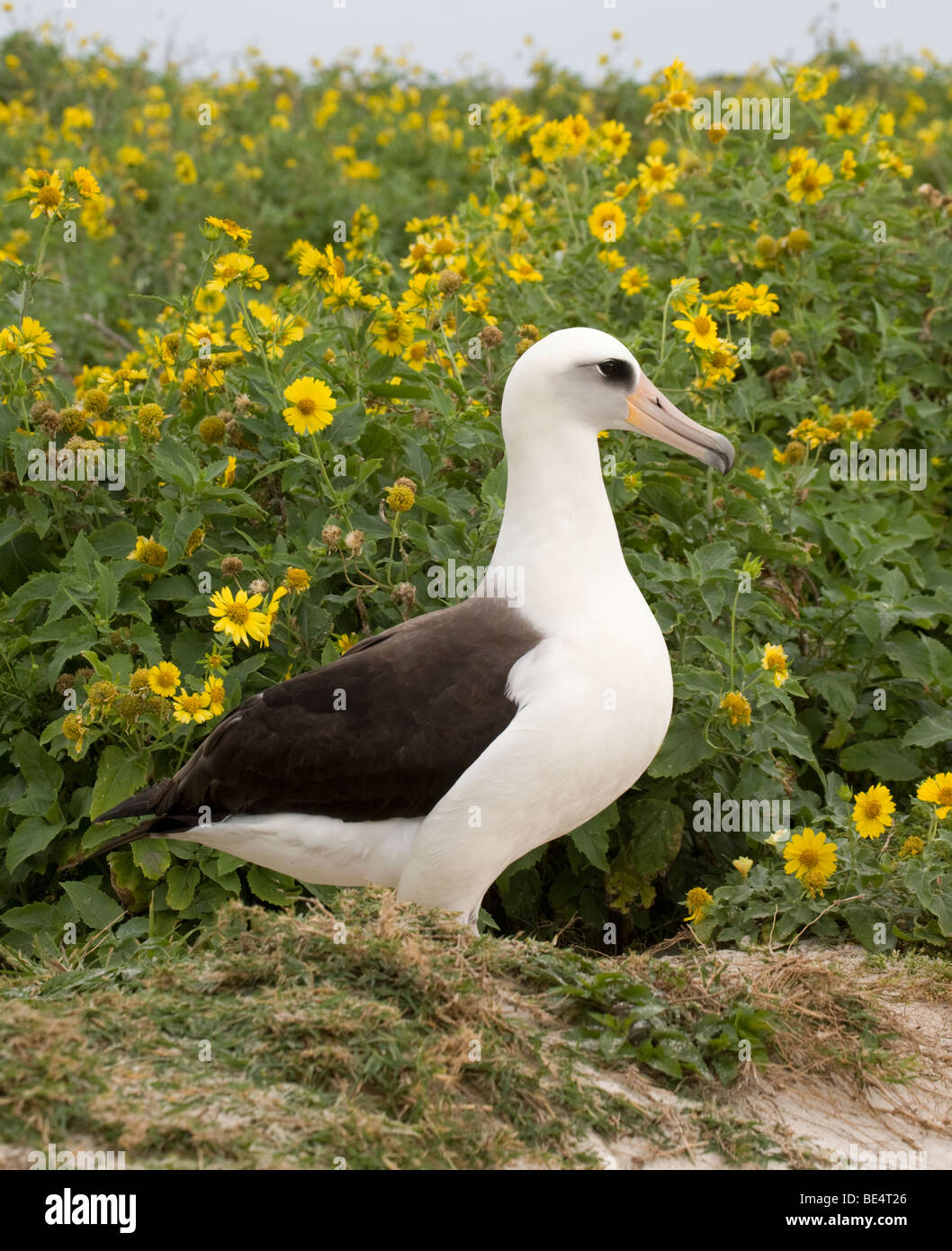 Albatros de Laysan dans les fleurs de Verbesina encelioides, une mauvaise herbe envahissante qui réduit l'habitat de nidification des oiseaux nicheurs du sol. Banque D'Images