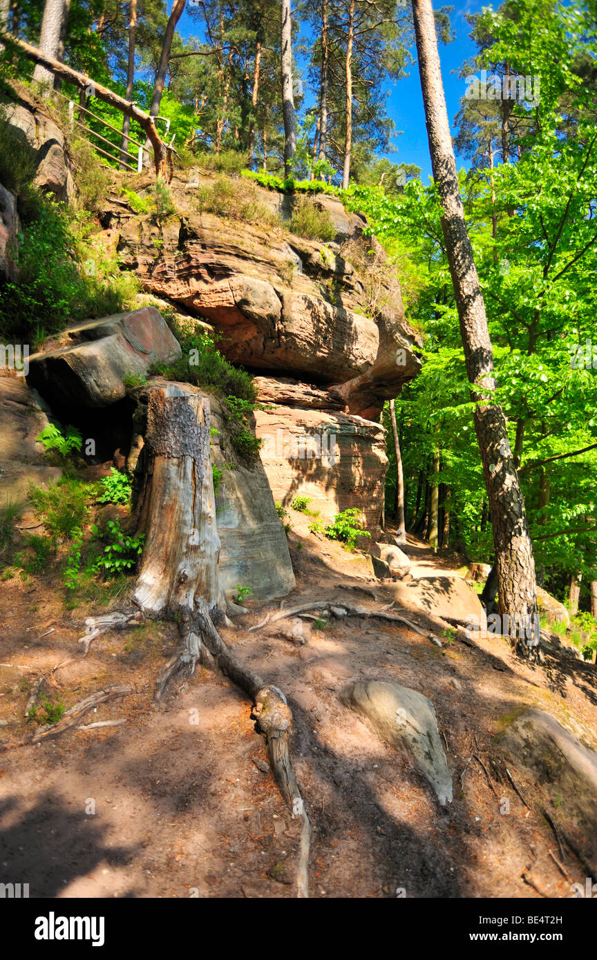 Saufelsen rock formation, Rodalben, Naturpark Pfaelzerwald nature reserve, Palatinat, Rhénanie-Palatinat, Allemagne, Europe Banque D'Images