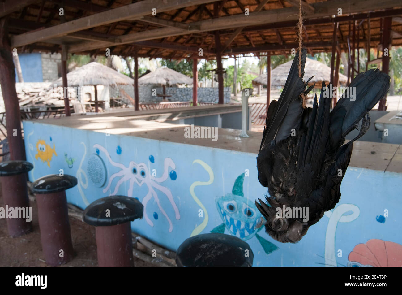 Corneille morte/raven dans un bar sur la plage de dissuasion pour empêcher les corneilles loin Banque D'Images