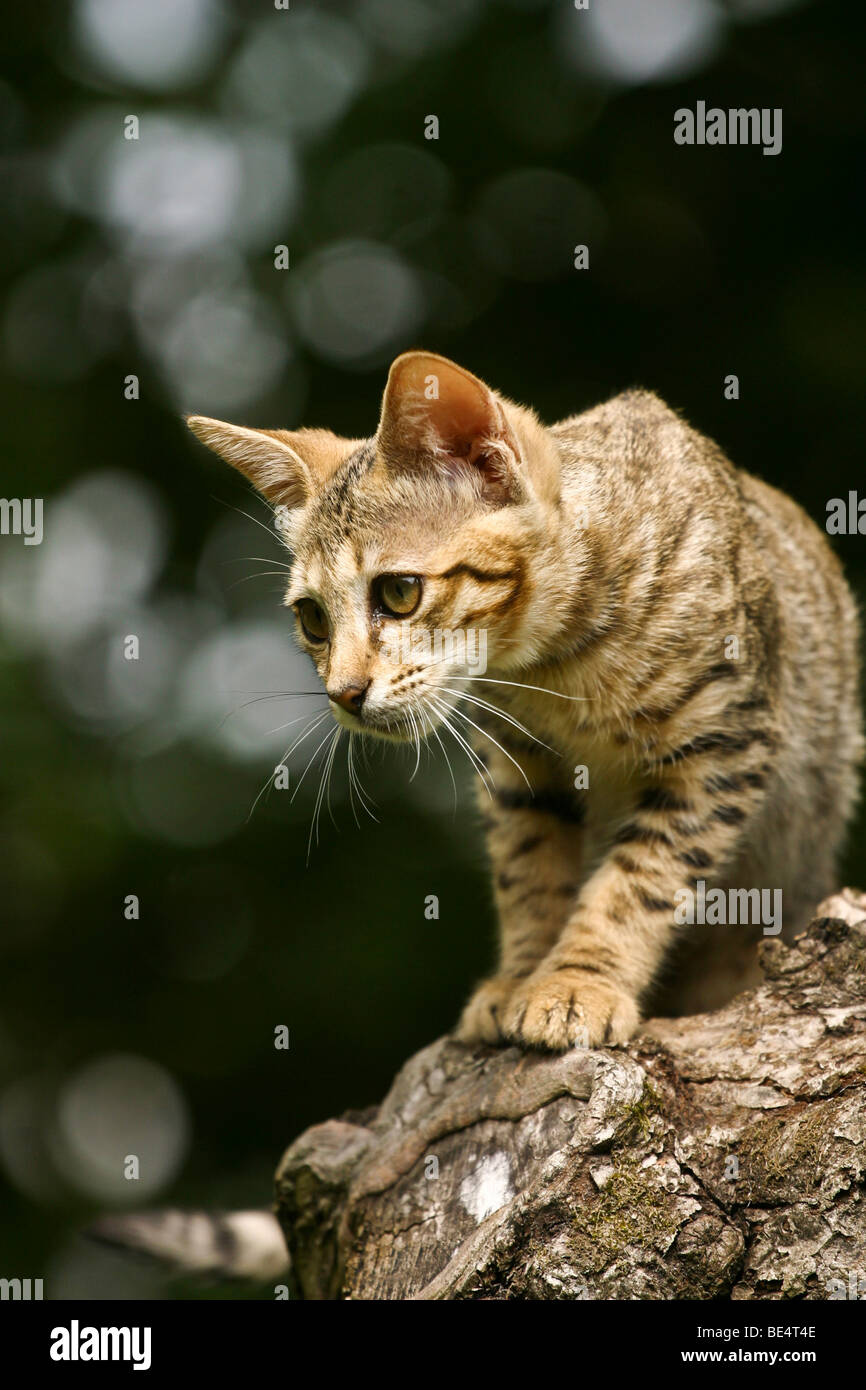 Jeune Savannah grimper sur un tronc d'arbre Banque D'Images