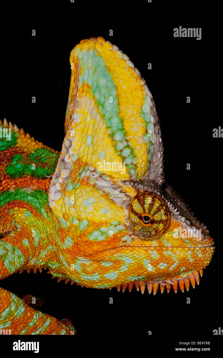 Portrait d'un Chameleon voilée Banque D'Images