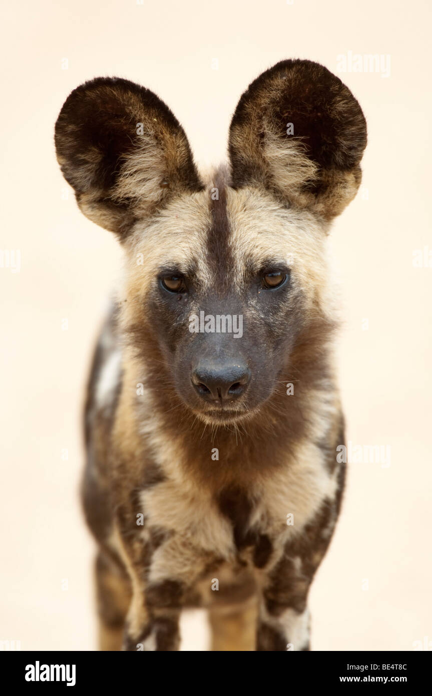 Chien sauvage (Lycaon pictus), Kruger National Park, Afrique du Sud Banque D'Images