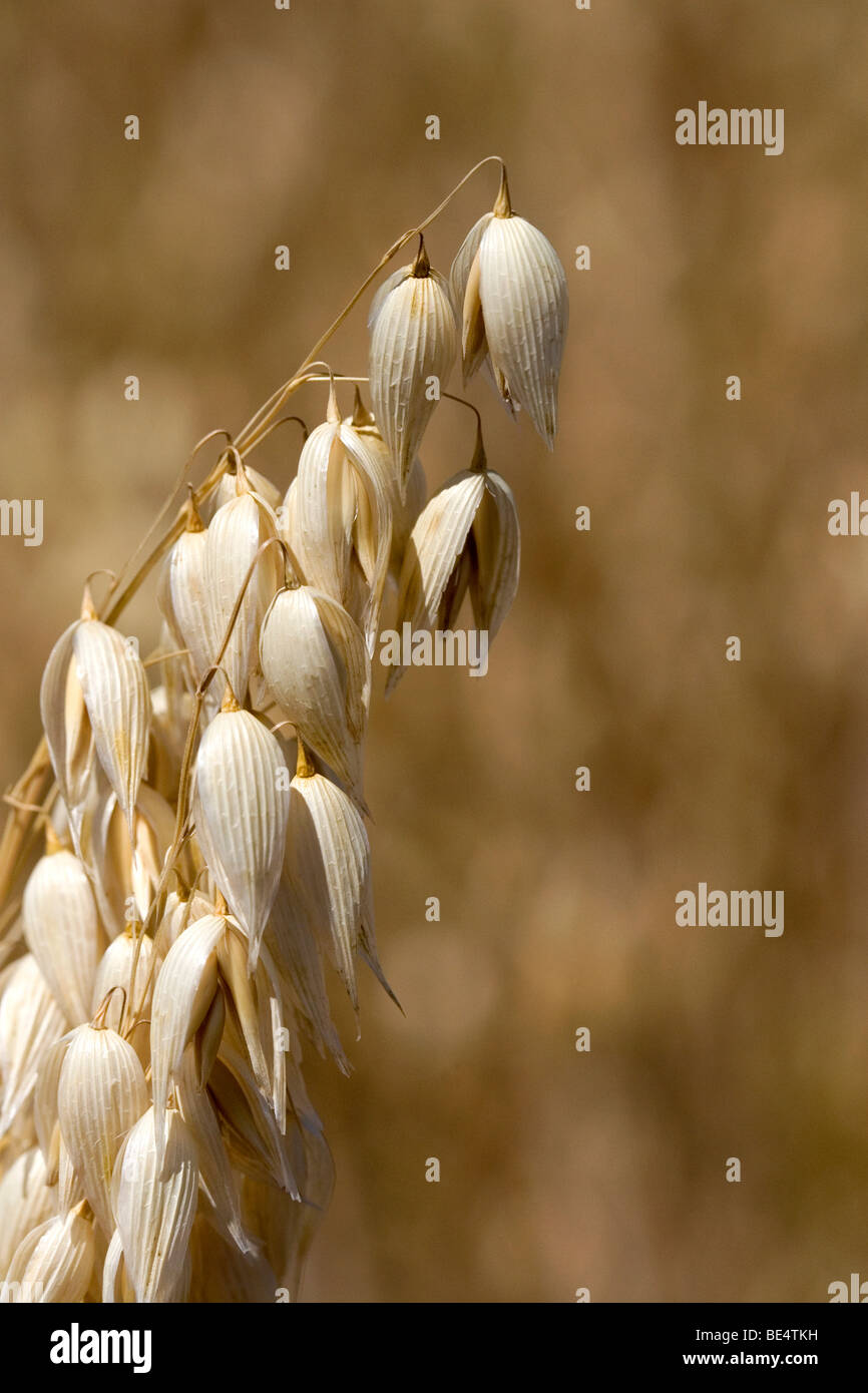 Récolte de l'avoine mûre dans la vallée de Willamette en Oregon, USA. Banque D'Images