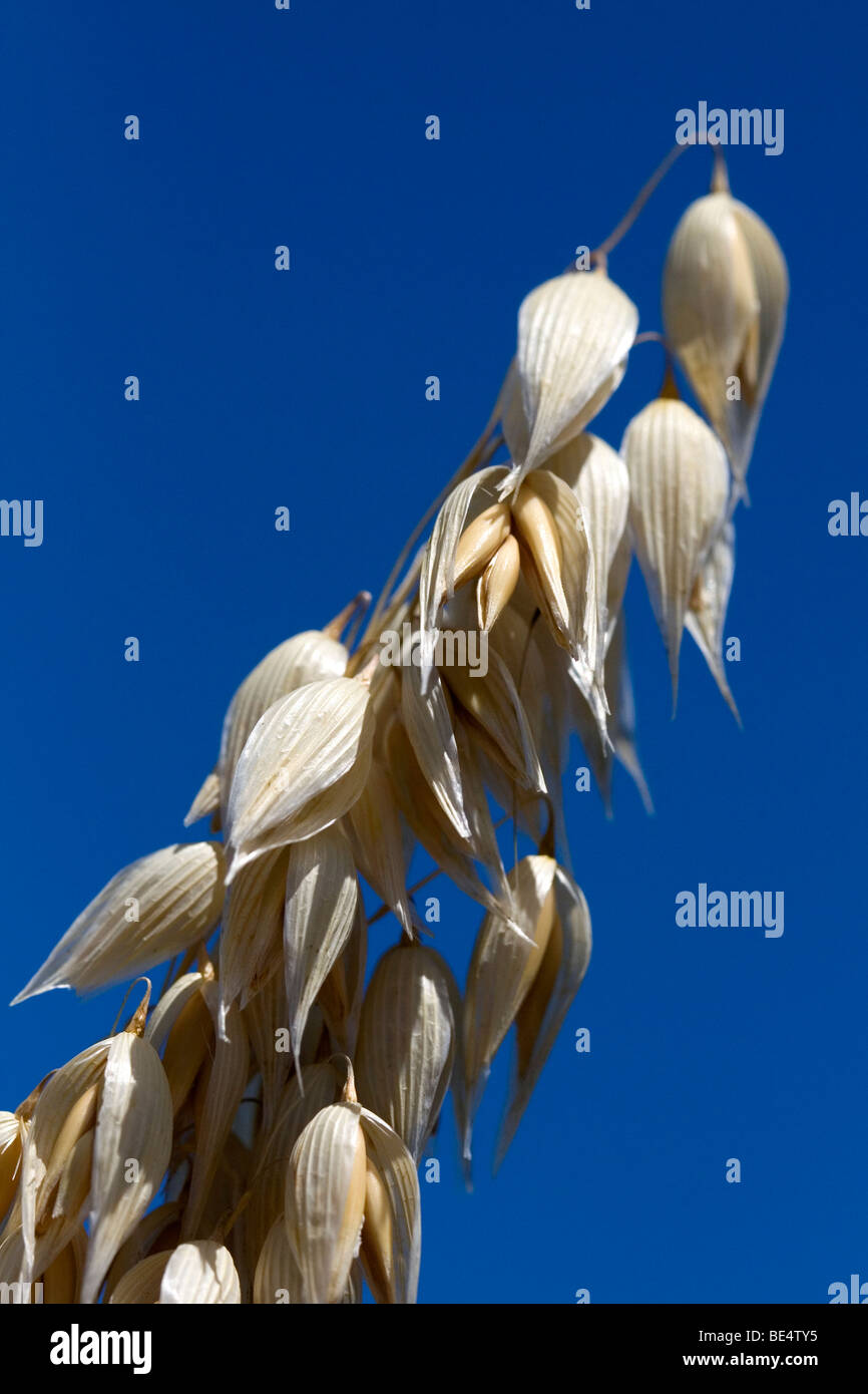 Récolte de l'avoine mûre dans la vallée de Willamette en Oregon, USA. Banque D'Images