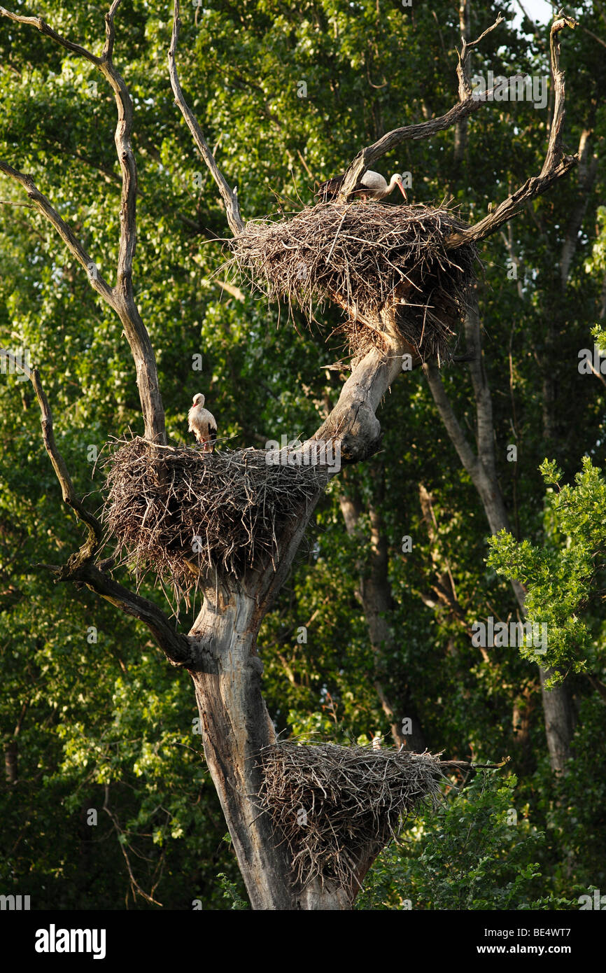 Cigognes blanches (Ciconia ciconia), nids de cigognes, mars River, floodlands Waidhofen/Ybbs, Basse Autriche, Autriche, Europe Banque D'Images