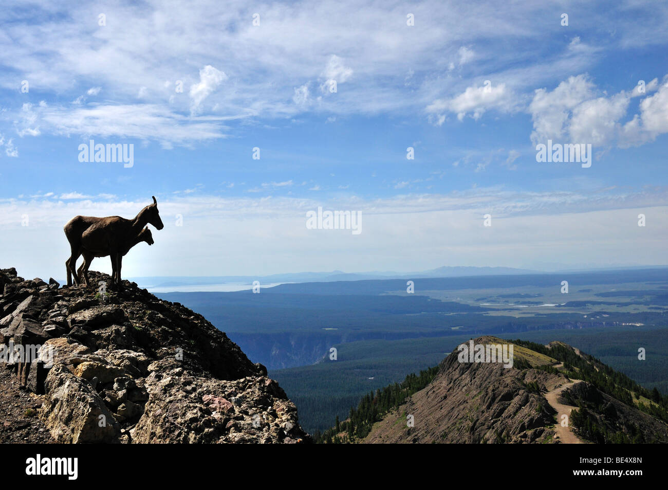 Paire de mouflons au sommet du mont Washburn, dans le Parc National de Yellowstone Banque D'Images