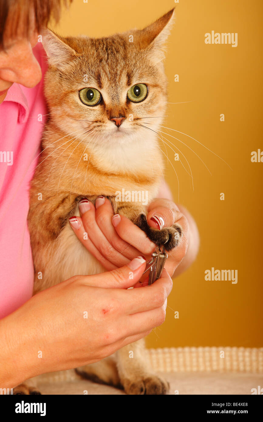 Shorter Claws Banque De Photographies Et D Images A Haute Resolution Alamy Shorter Claws Banque De Photographies Et D Images A Haute Resolution Alamy