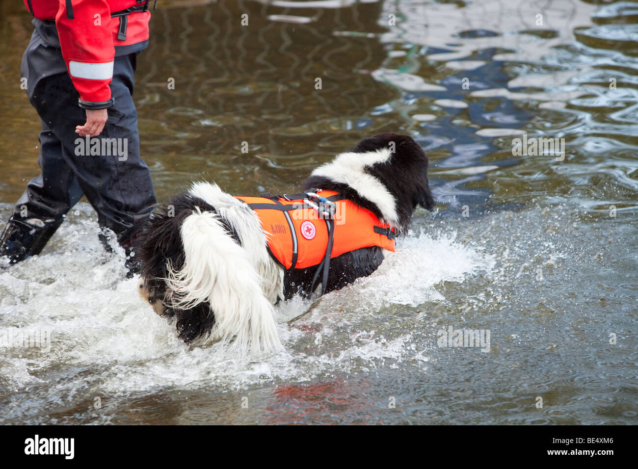 Une sécurité de l'eau rouge Crosss chien dans le Grand Nord nager sur Windermere, Royaume-Uni. Banque D'Images