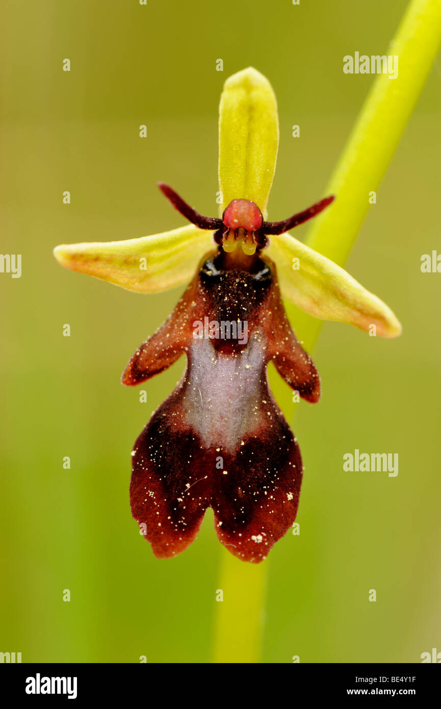 Fly Orchid blossom (Ophrys insectifera) Banque D'Images