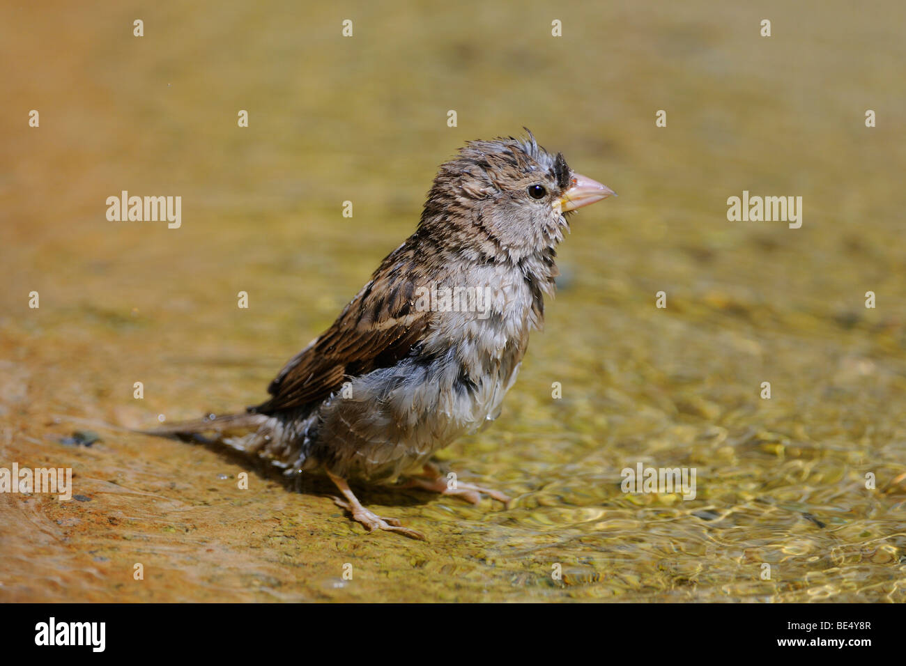 Moineau domestique (Passer domesticus), baignade Banque D'Images