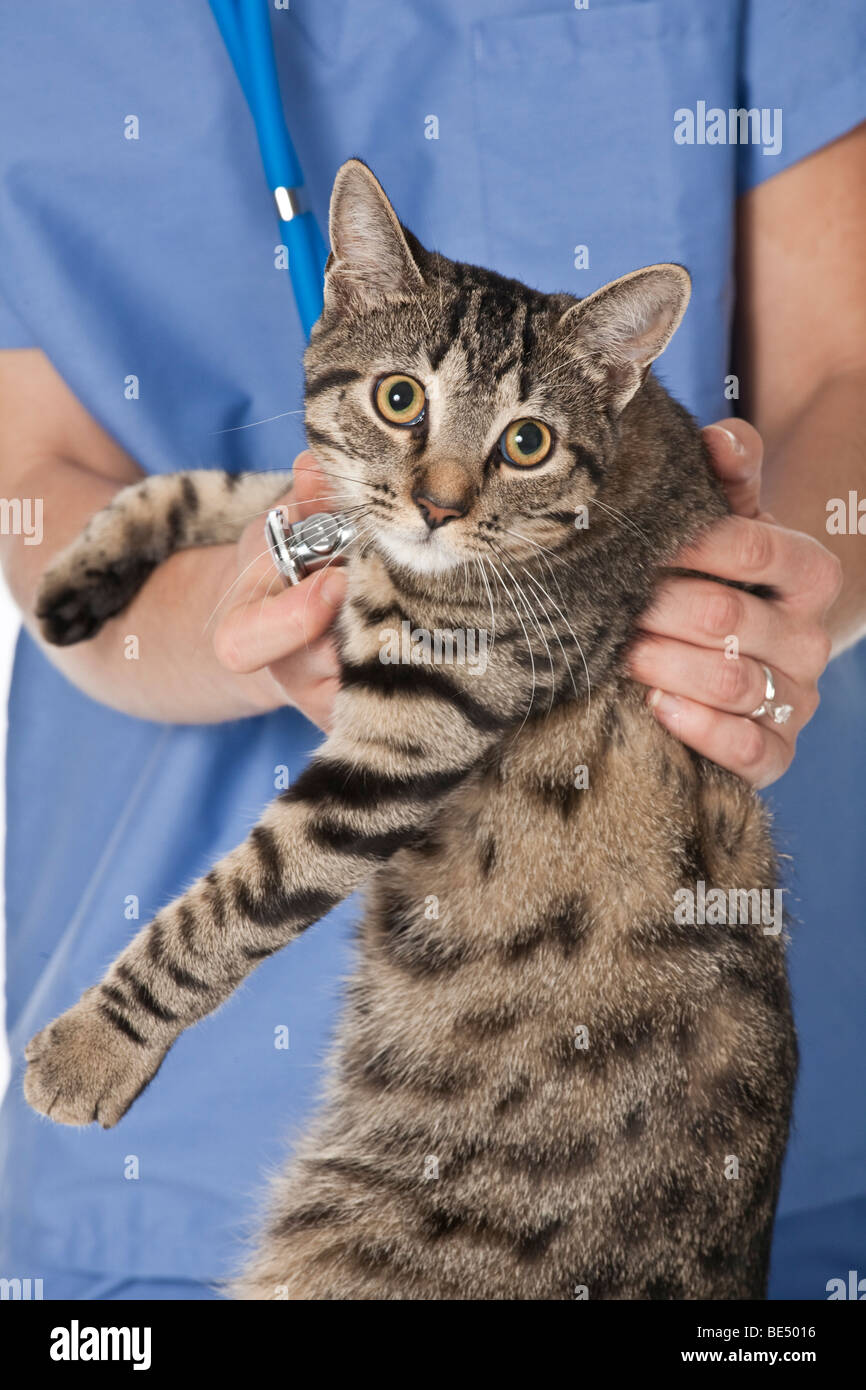 Belle femme de race blanche de l'examen vétérinaire un chaton Banque D'Images