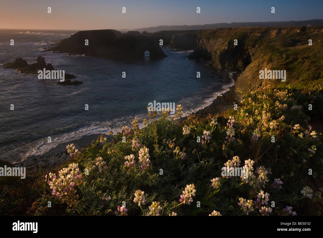 La côte de Mendocino, Californie, USA Banque D'Images