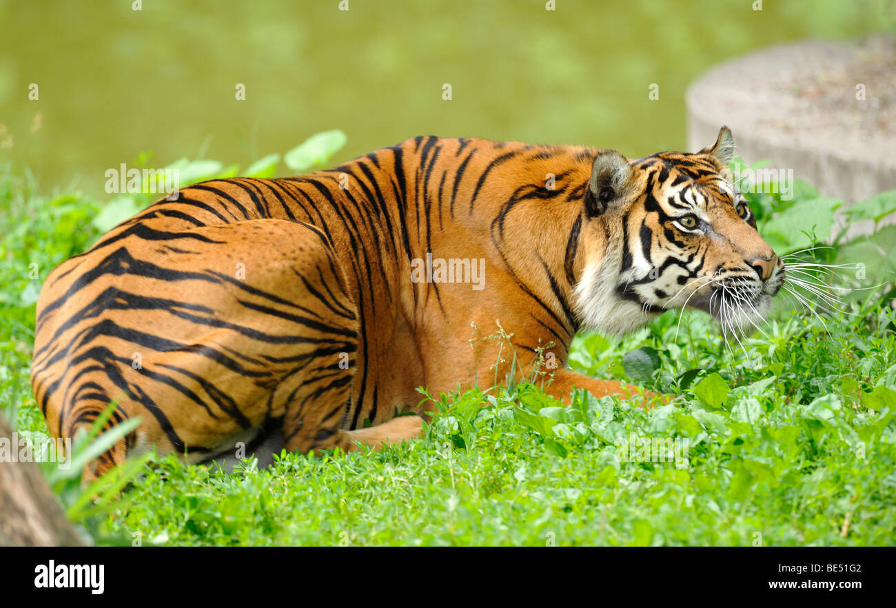 Tigre de Sumatra (Panthera tigris sumatrae) Banque D'Images