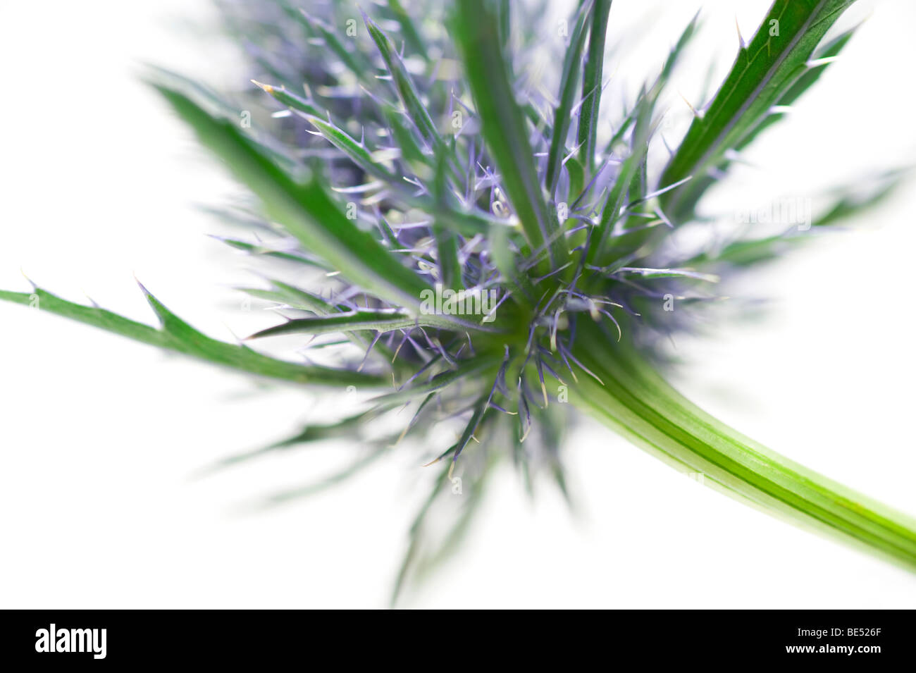 Holly mer type thistle flower close up Banque D'Images