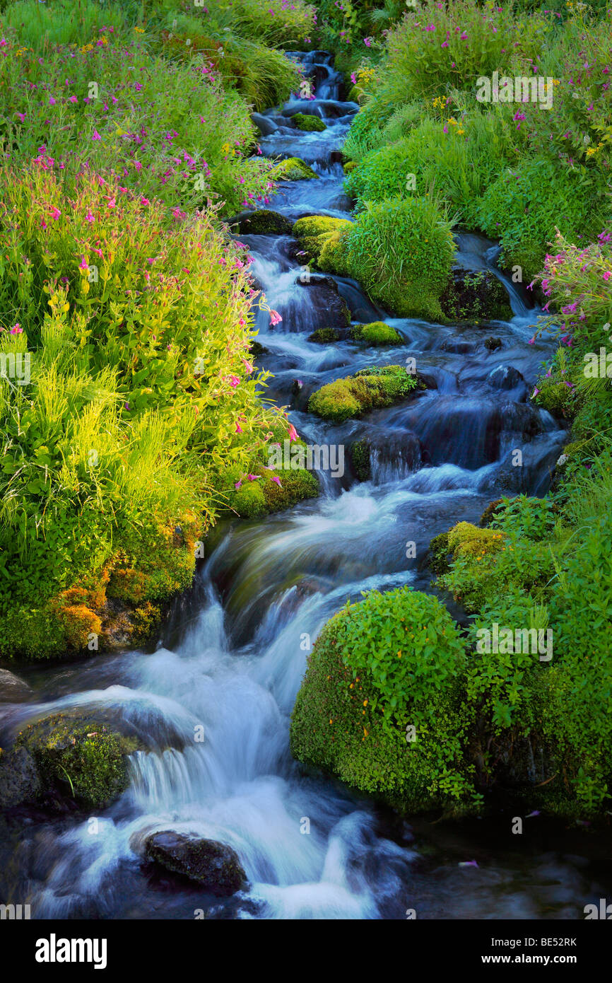 Paradise Creek dans le Parc National de Mount Rainier Banque D'Images