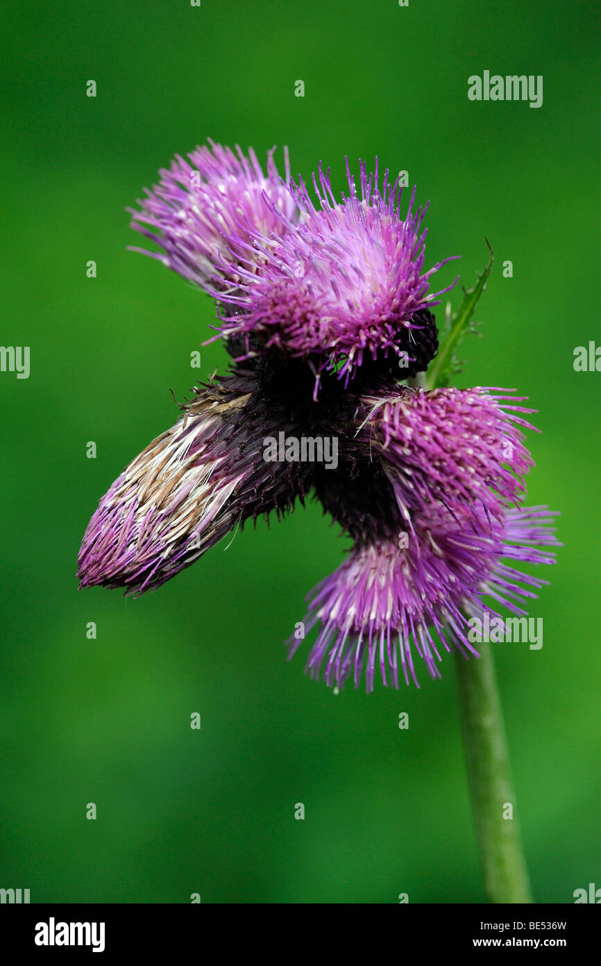 La Waldstein Cirsium waldsteinii) Banque D'Images