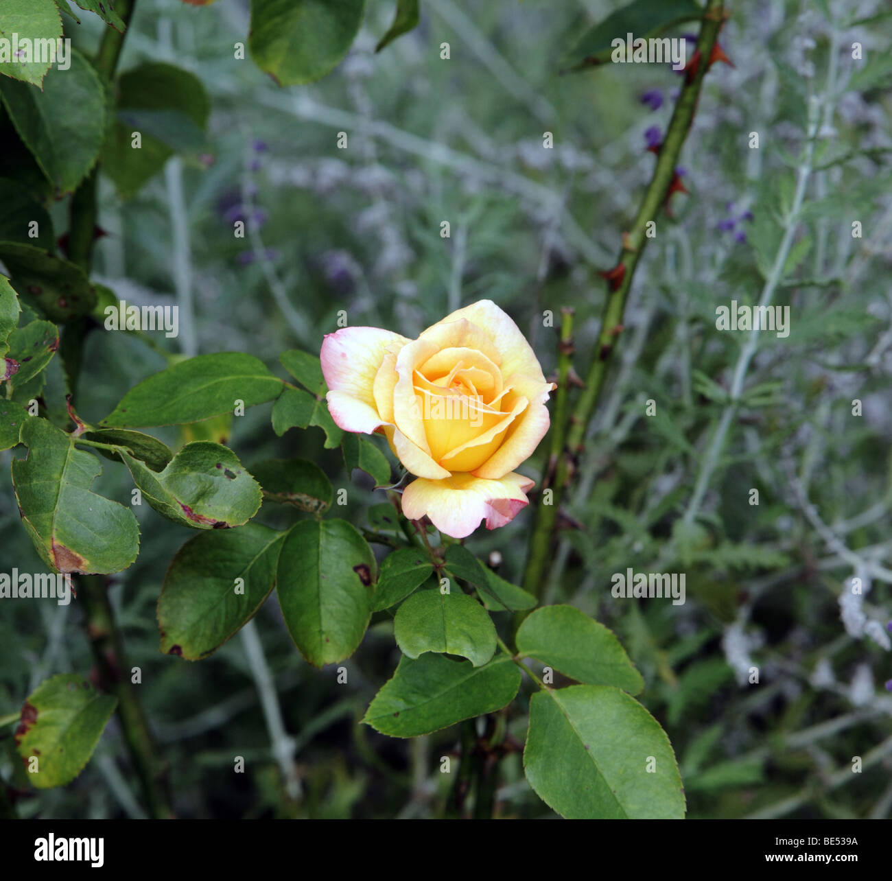 Un arbuste jaune Rose Rosa Rosaceae paix rougeoyant tourné en début de l'automne. Banque D'Images