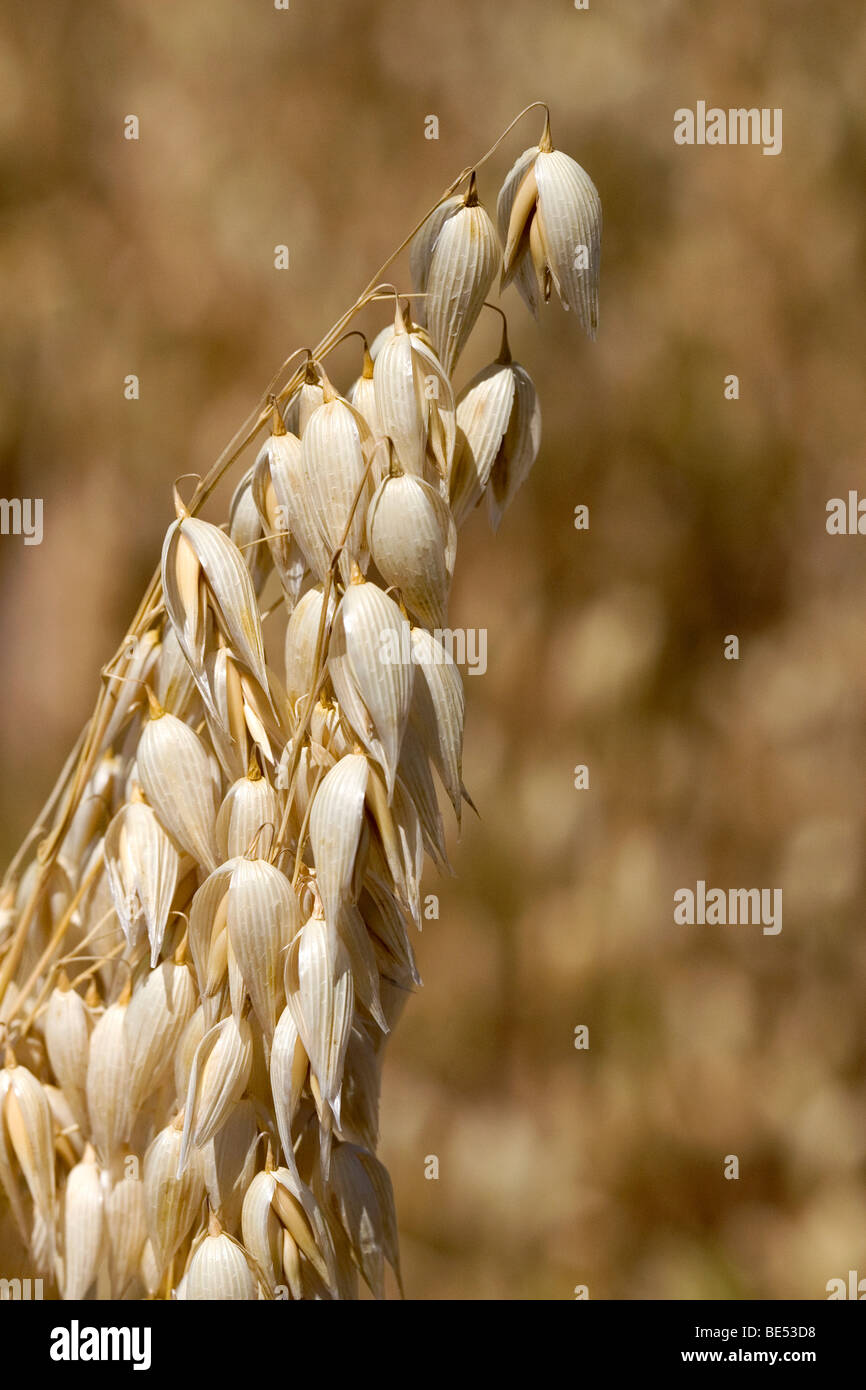 Récolte de l'avoine mûre dans la vallée de Willamette en Oregon, USA. Banque D'Images