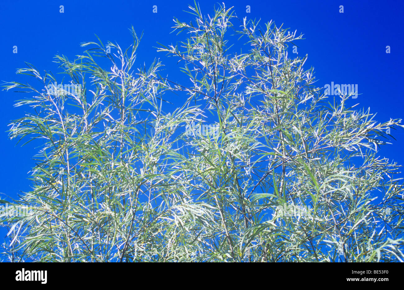 09382 branches de saule argenté ou Salix alba Sericea tree sous ciel bleu profond avec des masses d'argent-gris et vert lea Banque D'Images