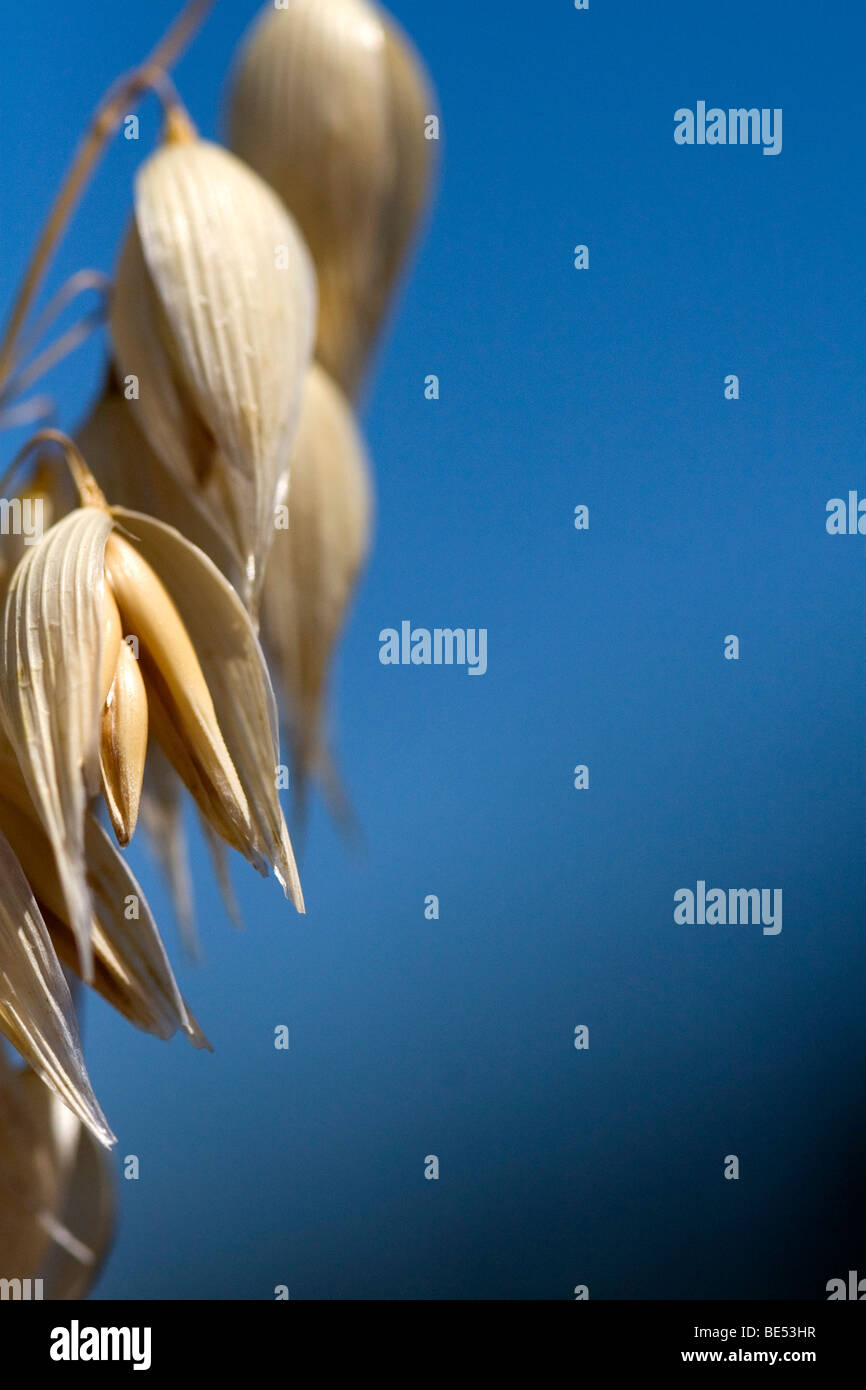 Récolte de l'avoine mûre dans la vallée de Willamette en Oregon, USA. Banque D'Images