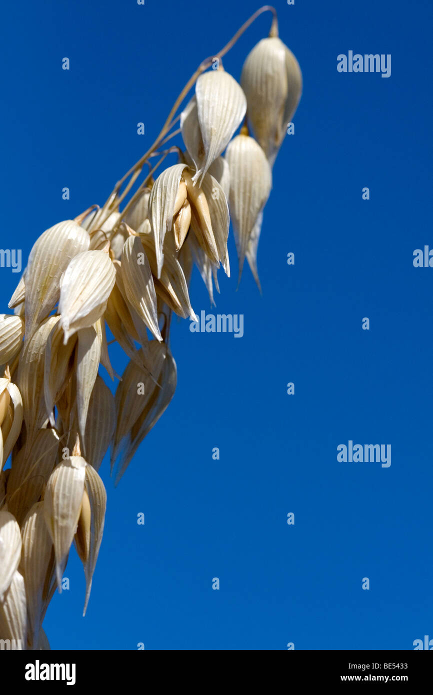 Récolte de l'avoine mûre dans la vallée de Willamette en Oregon, USA. Banque D'Images