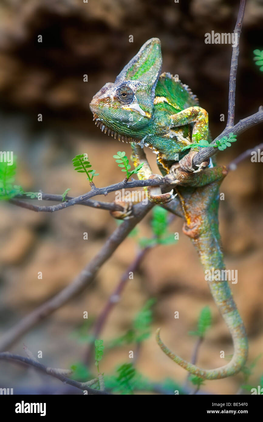 (Chamaeleo calyptratus Caméléon voilée) Banque D'Images