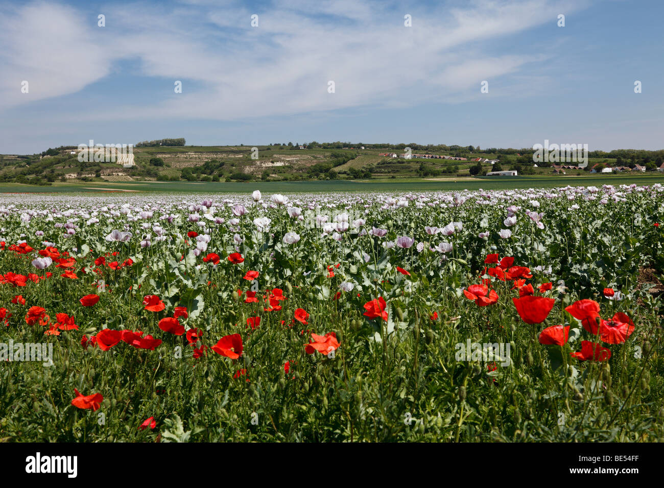 Domaine de pavot (Papaver somniferum) avec le maïs Poppies in the front, Haugsdorf, Weinviertel, Basse Autriche, Autriche, Eur Banque D'Images